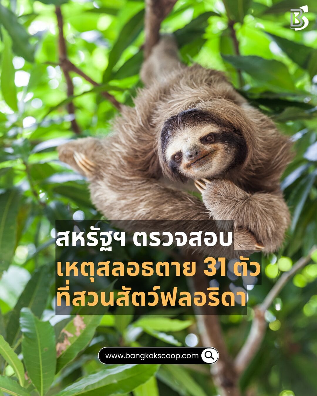 สหรัฐฯ ตรวจสอบเหตุสลอธตาย 31 ตัวที่สวนสัตว์ฟลอริดา