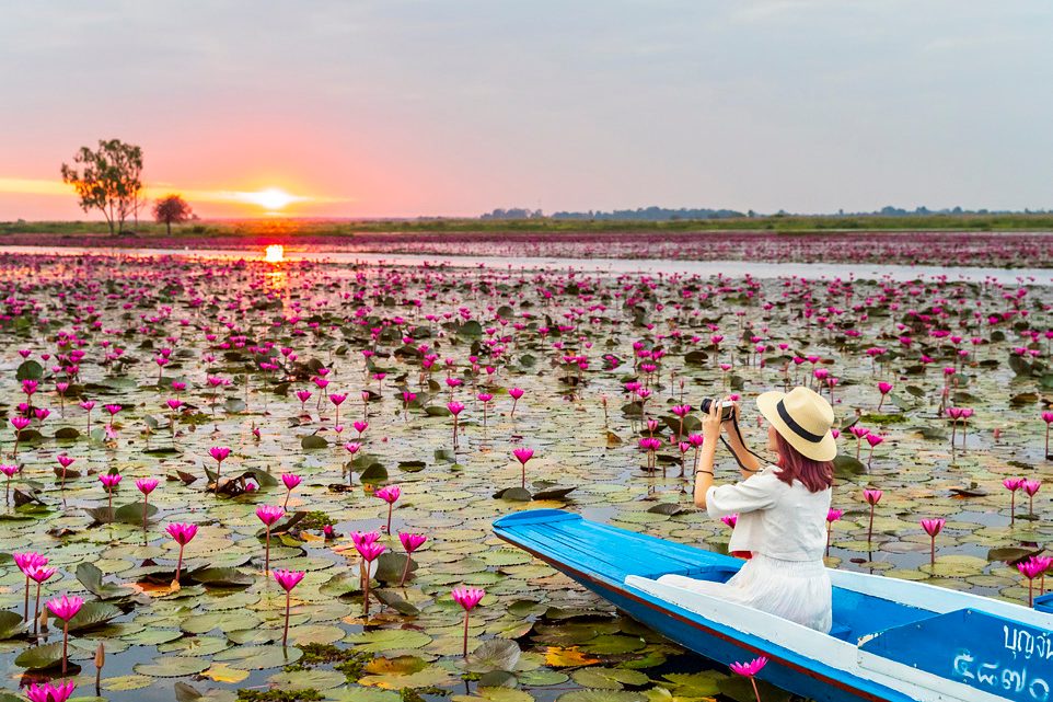 Woman in a boat photographing pink lotus flowers at the Red Lotus Sea, Kumphawapi, Udon Thani
