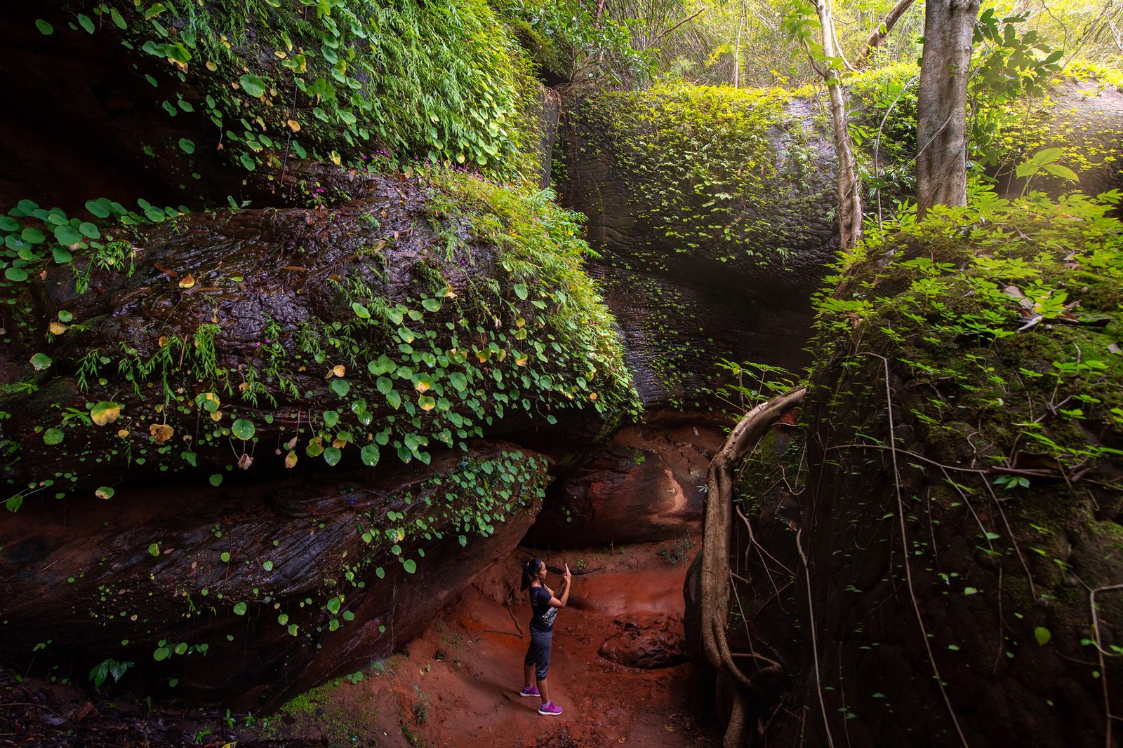 Moss-covered sandstone on the trail to Naka Cave in Phu Langka National Park, Bueng Kan