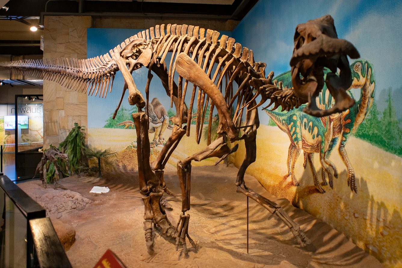 Dinosaur skeleton on display at the Sirindhorn Museum in Kalasin