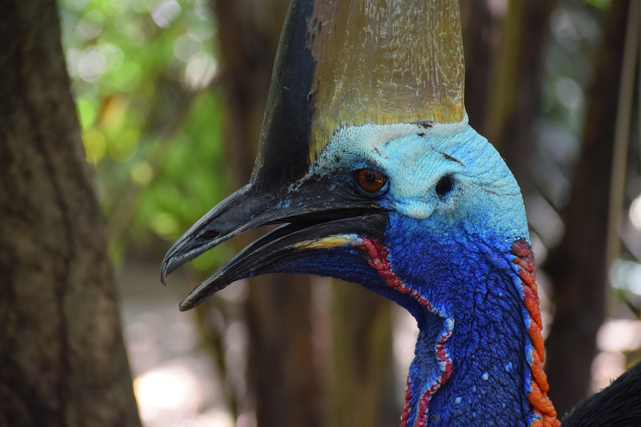 Adelaide Zoo cassowary lays first eggs there in 34 years